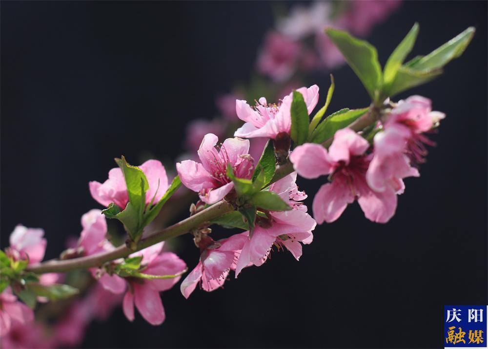 【美图庆阳】桃花灼灼醉春风