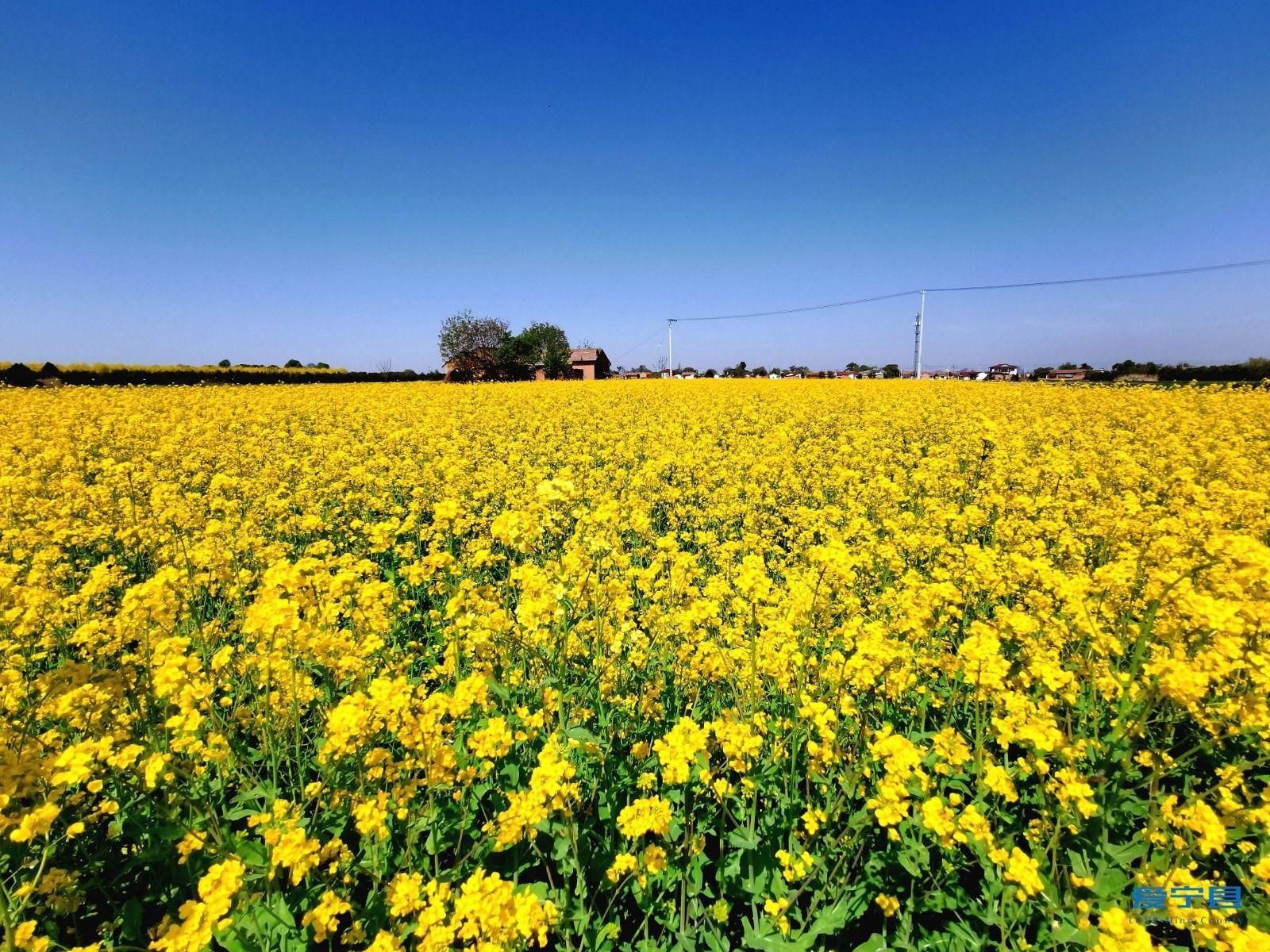 宁县油菜花盛开 春日田园风光惹人醉