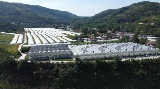 合水县大棚甜瓜喜迎丰收 甜蜜产业助力乡村振兴