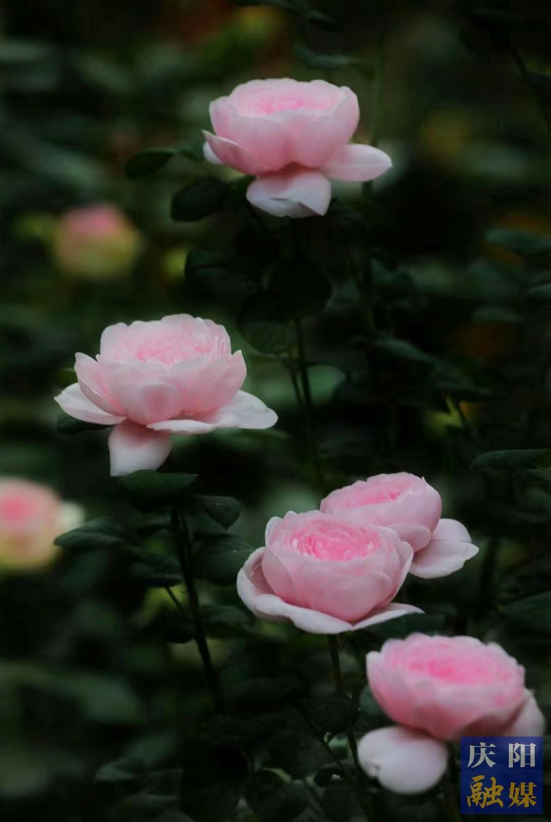 【大美庆阳】月季花开