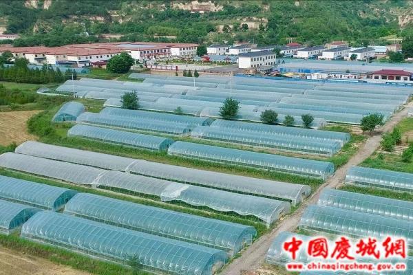 庆城县优结构 稳面积 做强农业产业