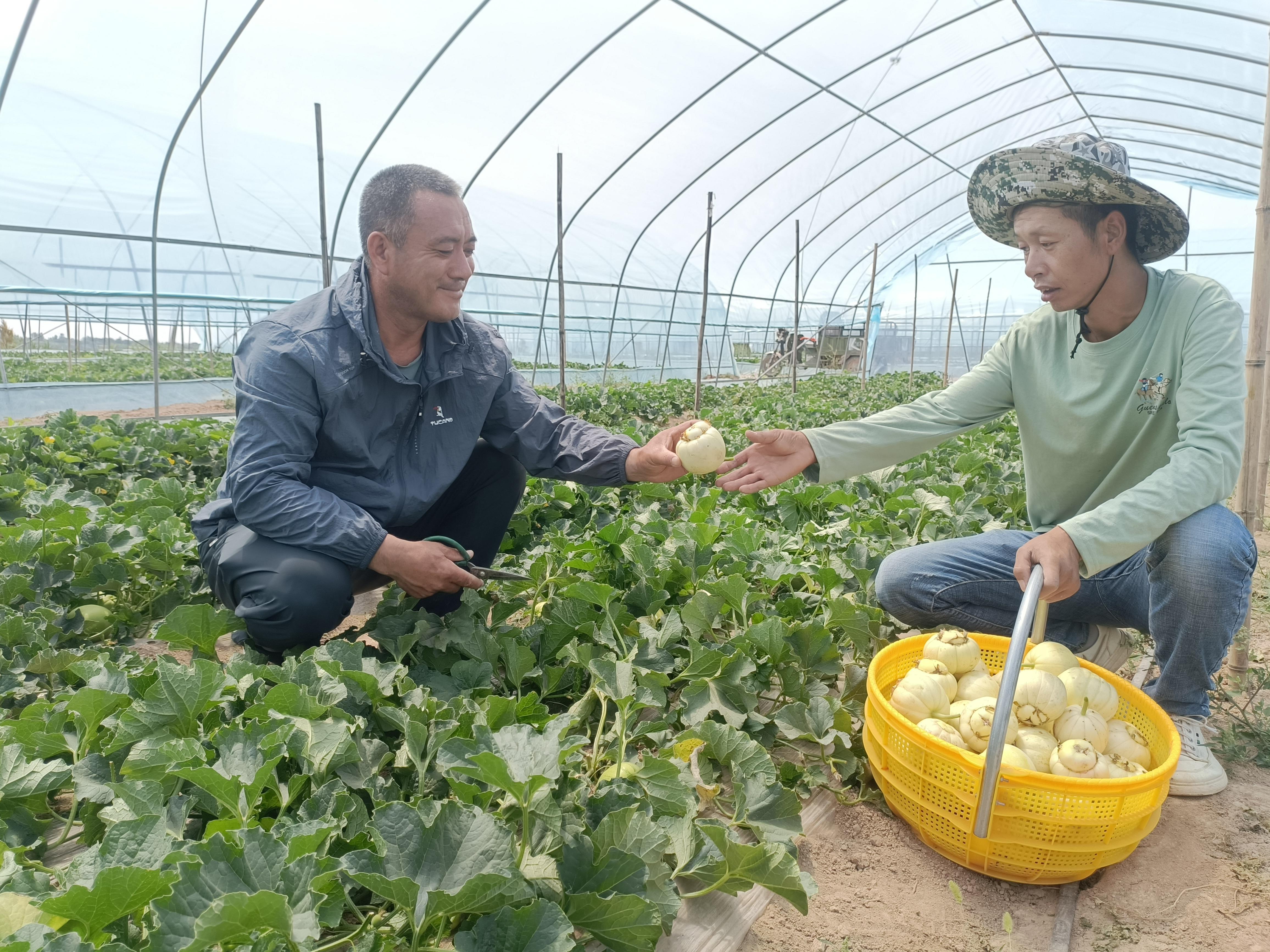 西峰区显胜乡：甜瓜阵阵飘香 产业节节兴旺