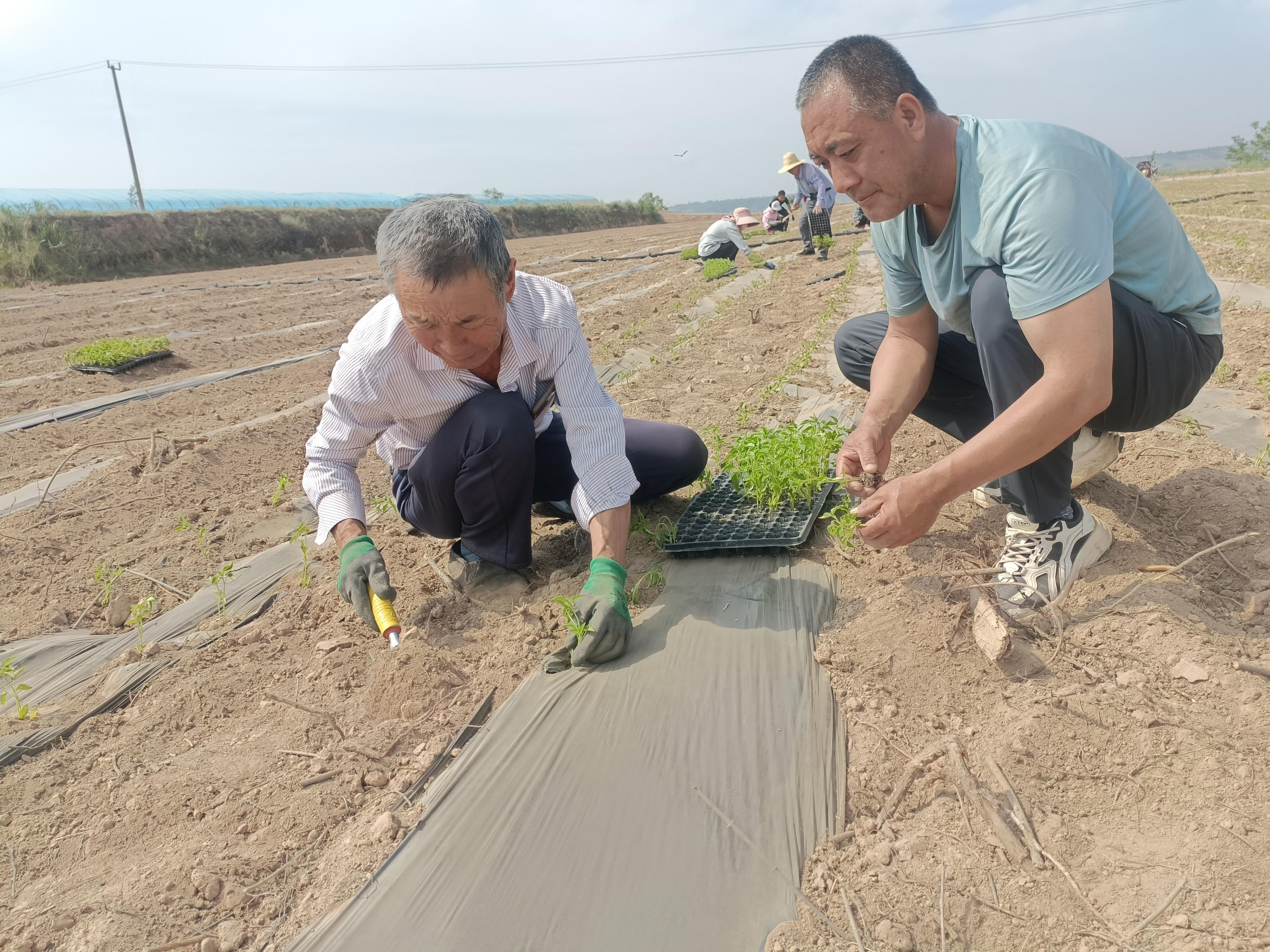 西峰区显胜乡冉李村：辣椒移栽忙 发展动力足