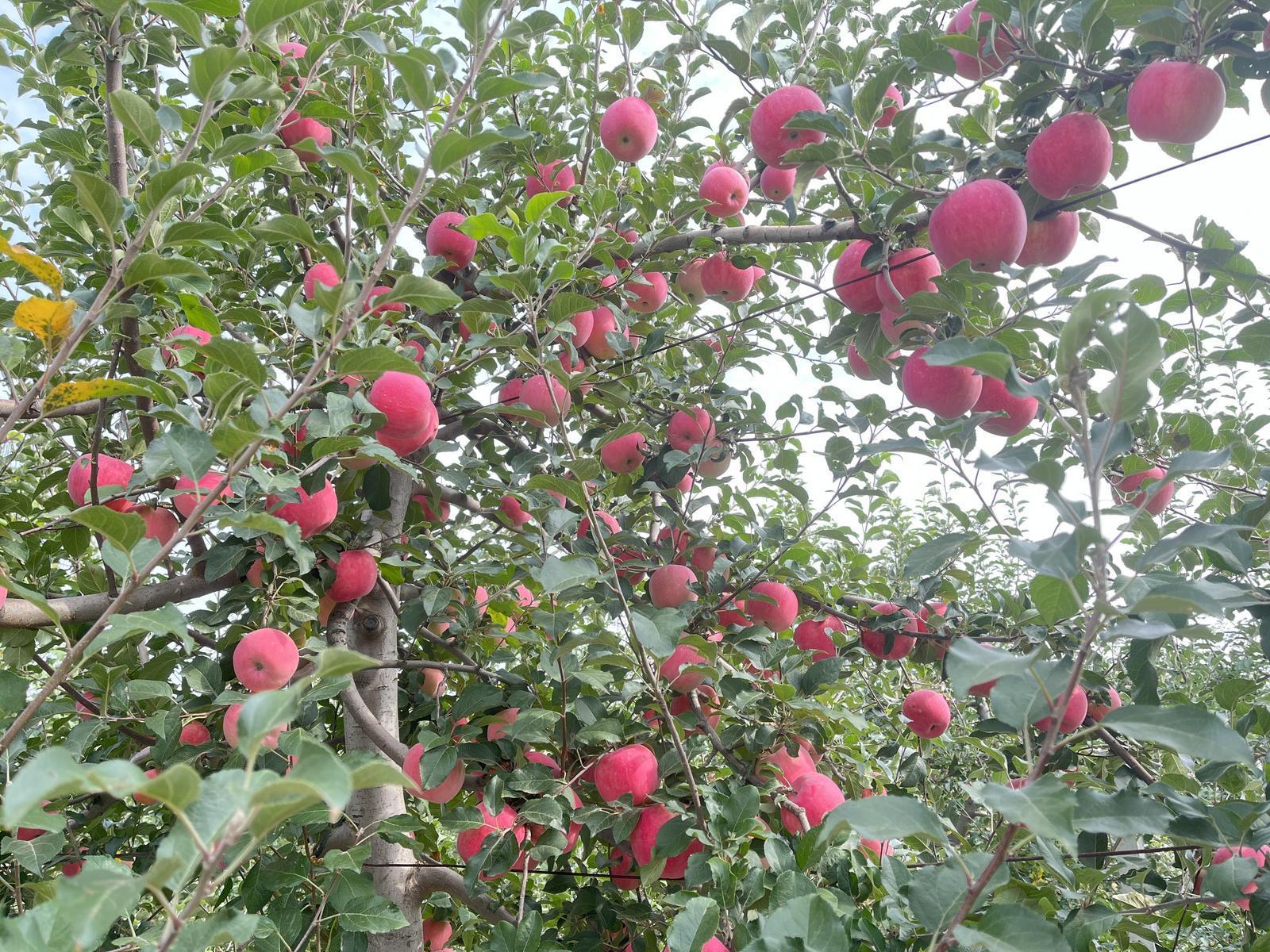 庆城县：打造果品全产业链 推动苹果产业转型升级