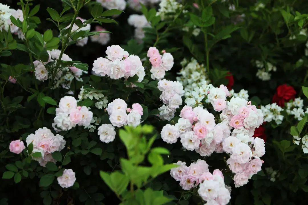 范天石 | 花辞树