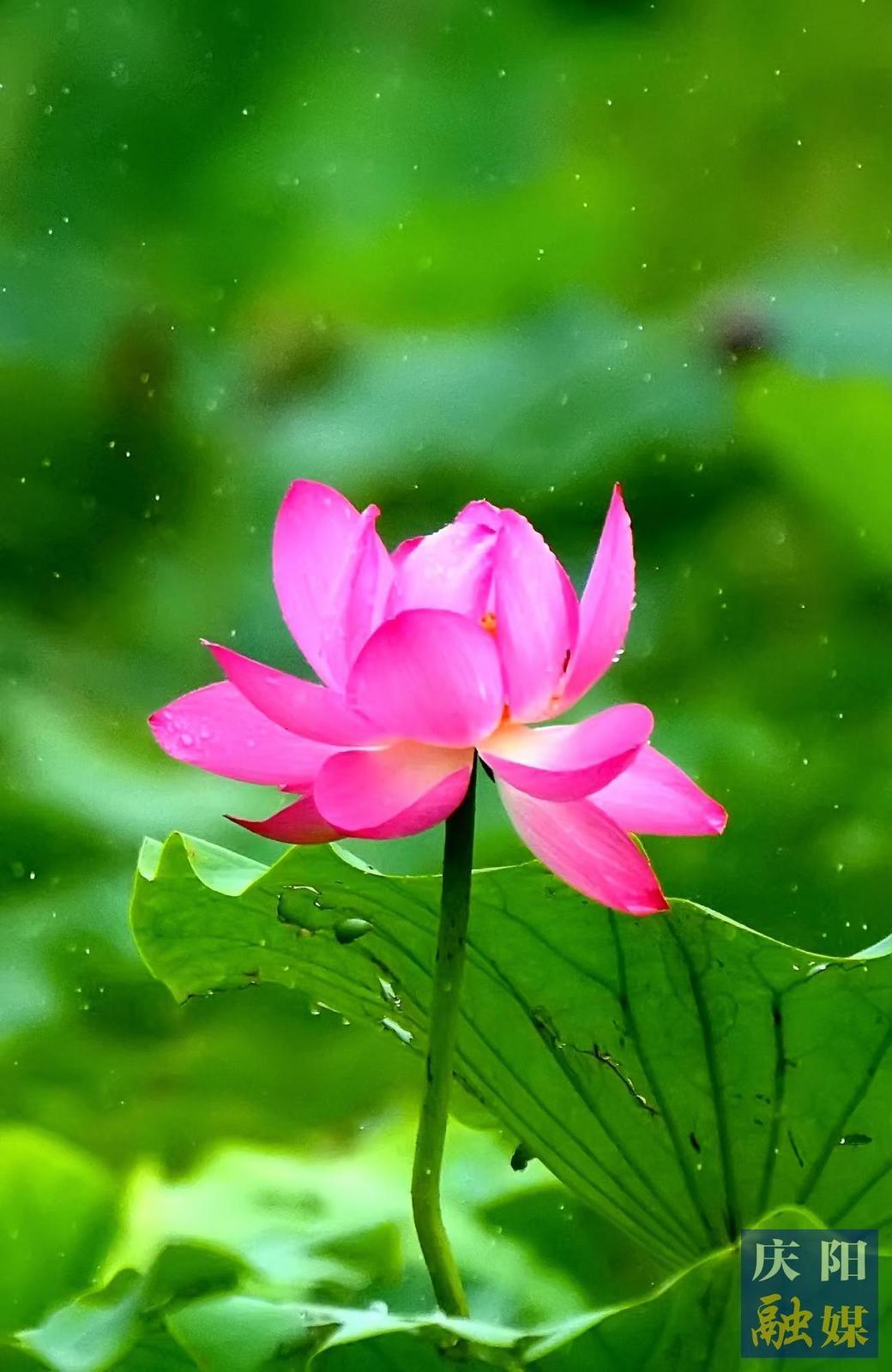 【大美庆阳】雨中荷花
