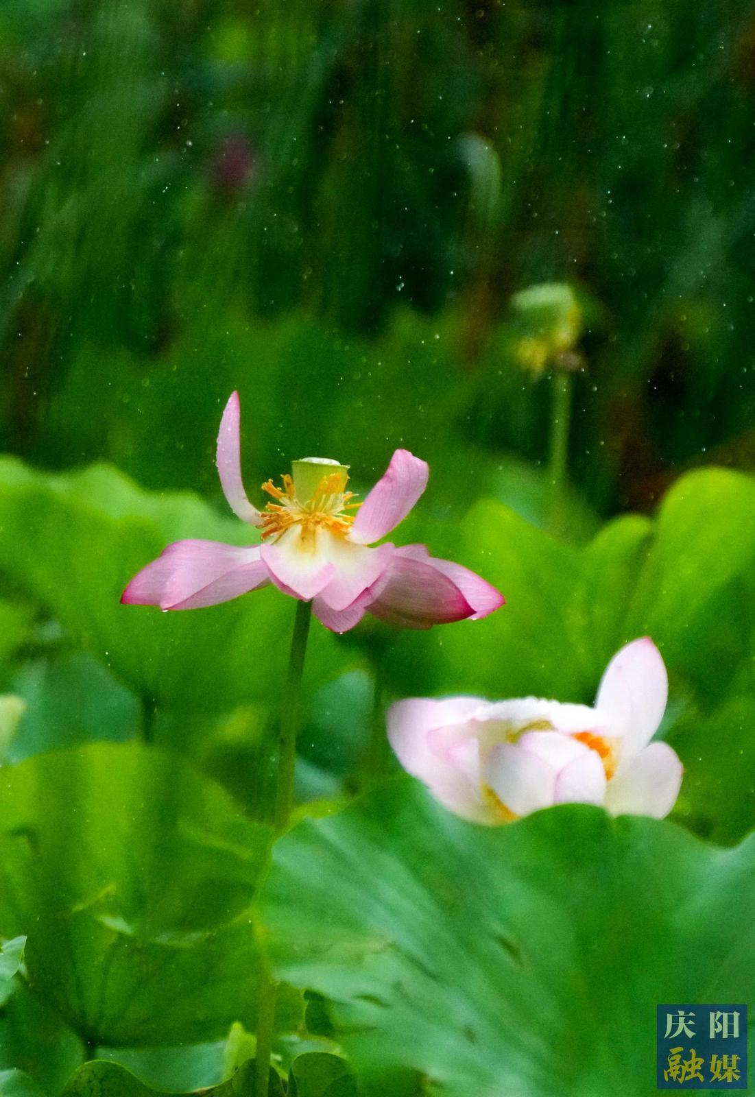 【大美庆阳】雨中荷塘