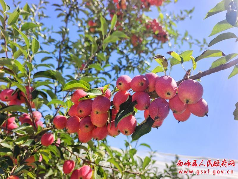 【乡村行 看振兴】 西峰区：早熟苹果“抢鲜”上市