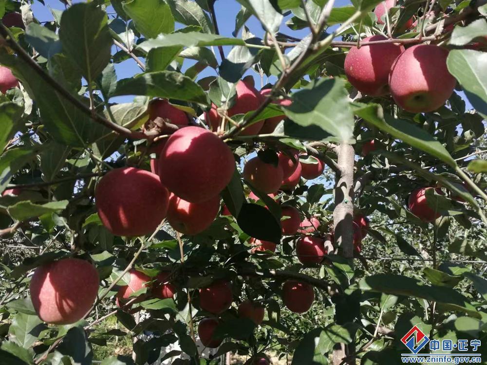 正宁县早熟苹果抢“鲜”上市