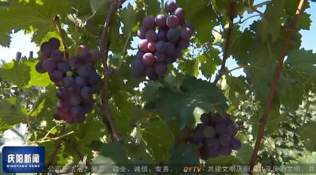 《庆阳新闻》2024年9月8日