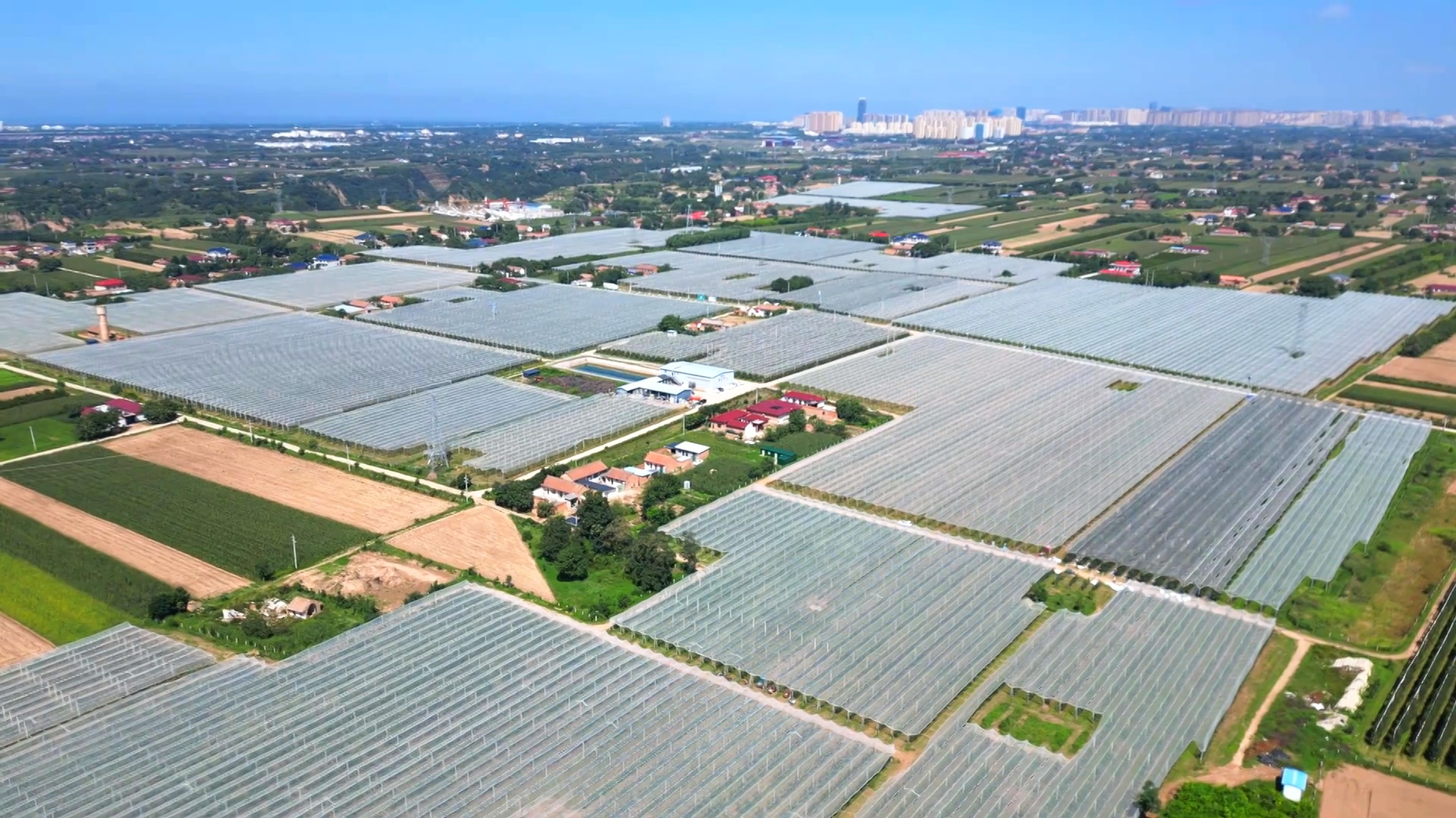 甘肃庆阳中熟苹果走俏中秋市场 你的果盘里有它吗？