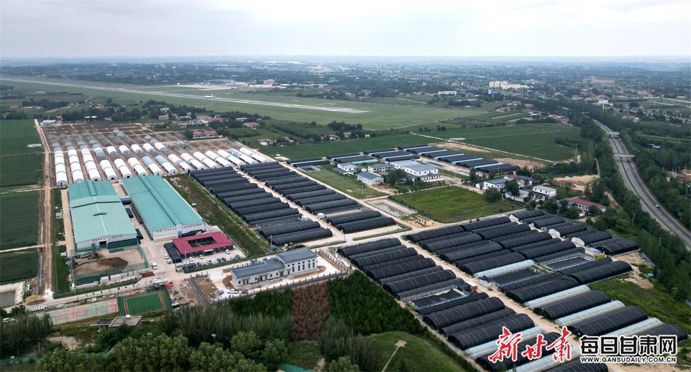 【镜观陇原】食用菌产业撑起西峰群众“增收伞”