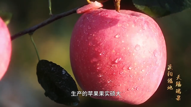 【宣传片】庆阳福地 天赐瑞果