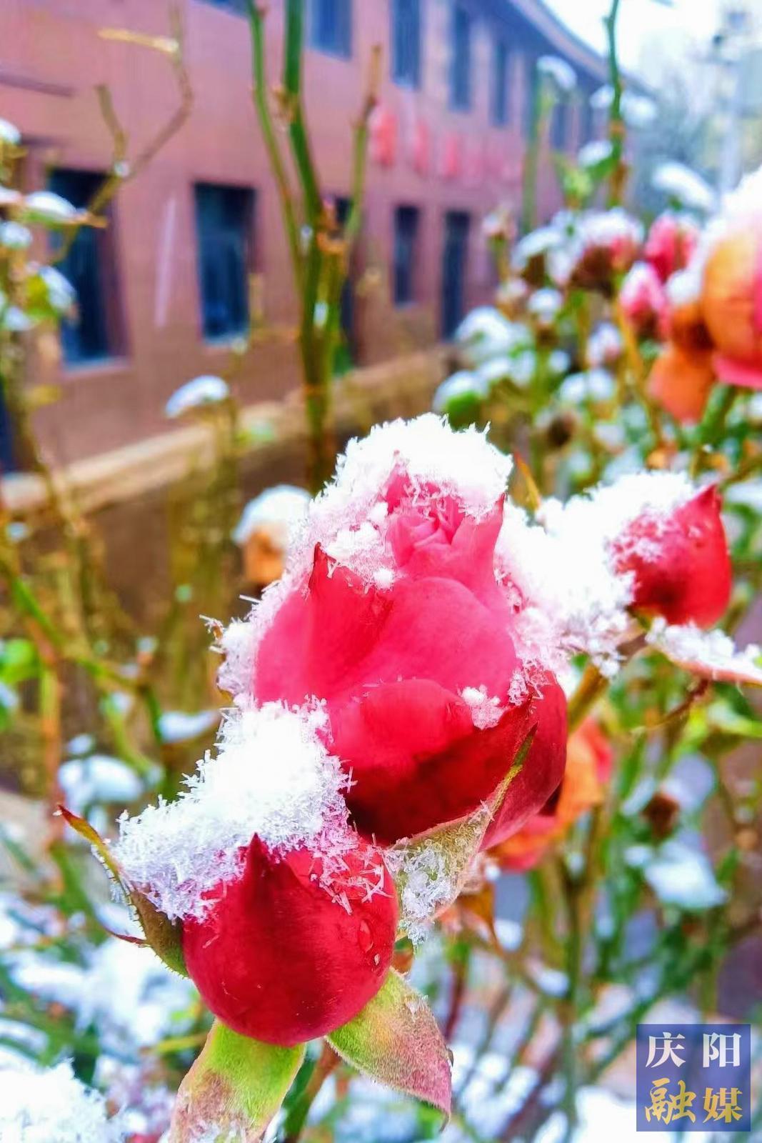 【大美庆阳】雪中玫瑰