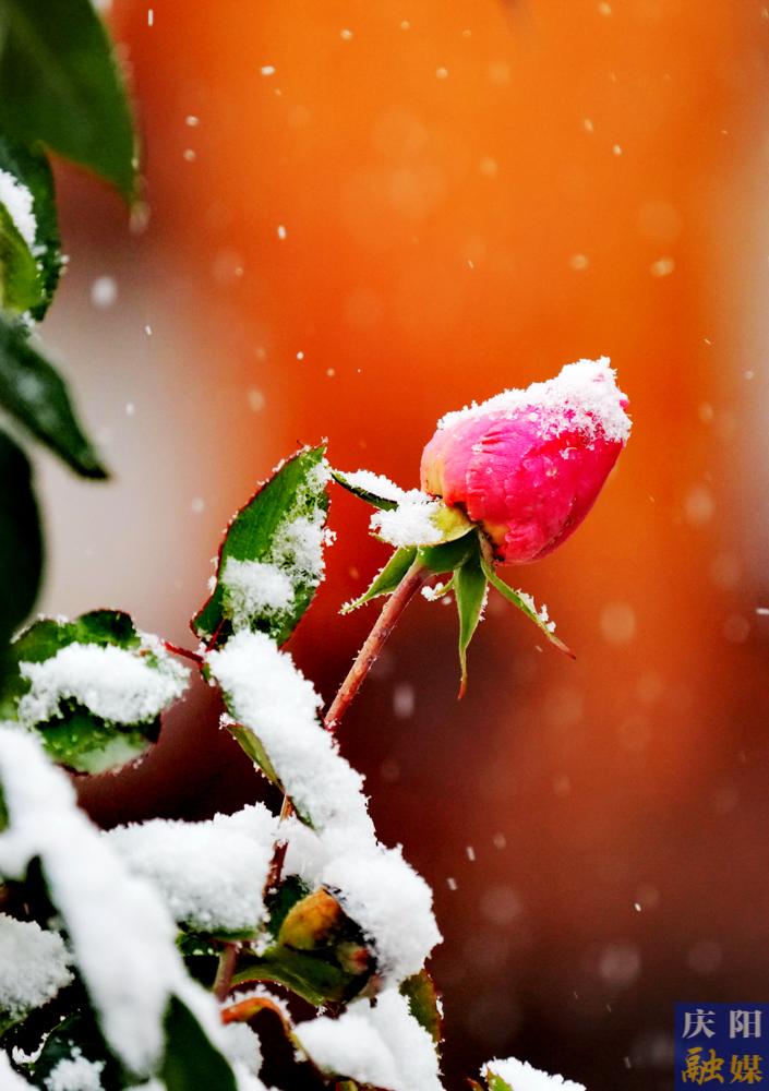 【视觉庆阳】今冬初雪美 霜叶琼花飞