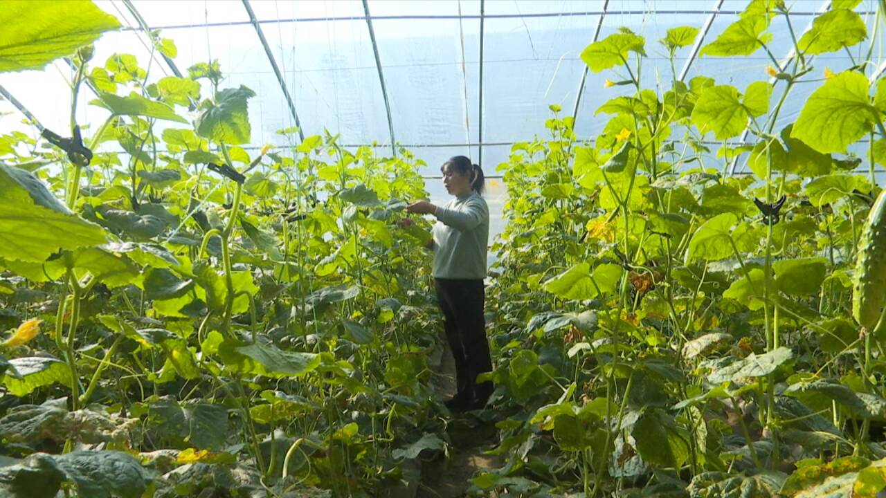 合水县板桥镇：牵住蔬菜产业“牛鼻子” 为乡村振兴添动能