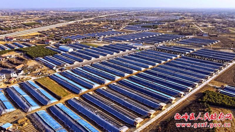 【创建国家农业绿色发展先行区】西峰区：冬闲人不闲 菌棒加工忙