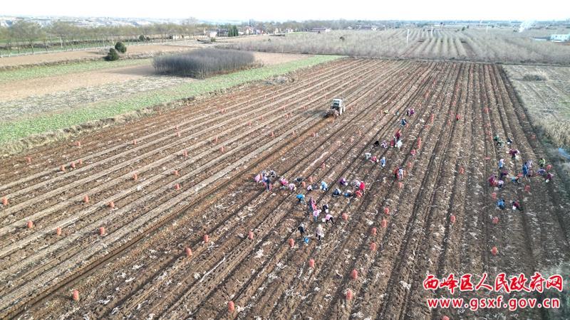 西峰区：300余亩中药材迎来收获期
