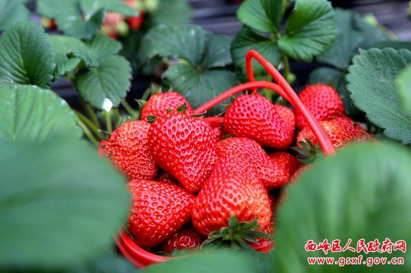 西峰：今冬头茬草莓“甜蜜”上市