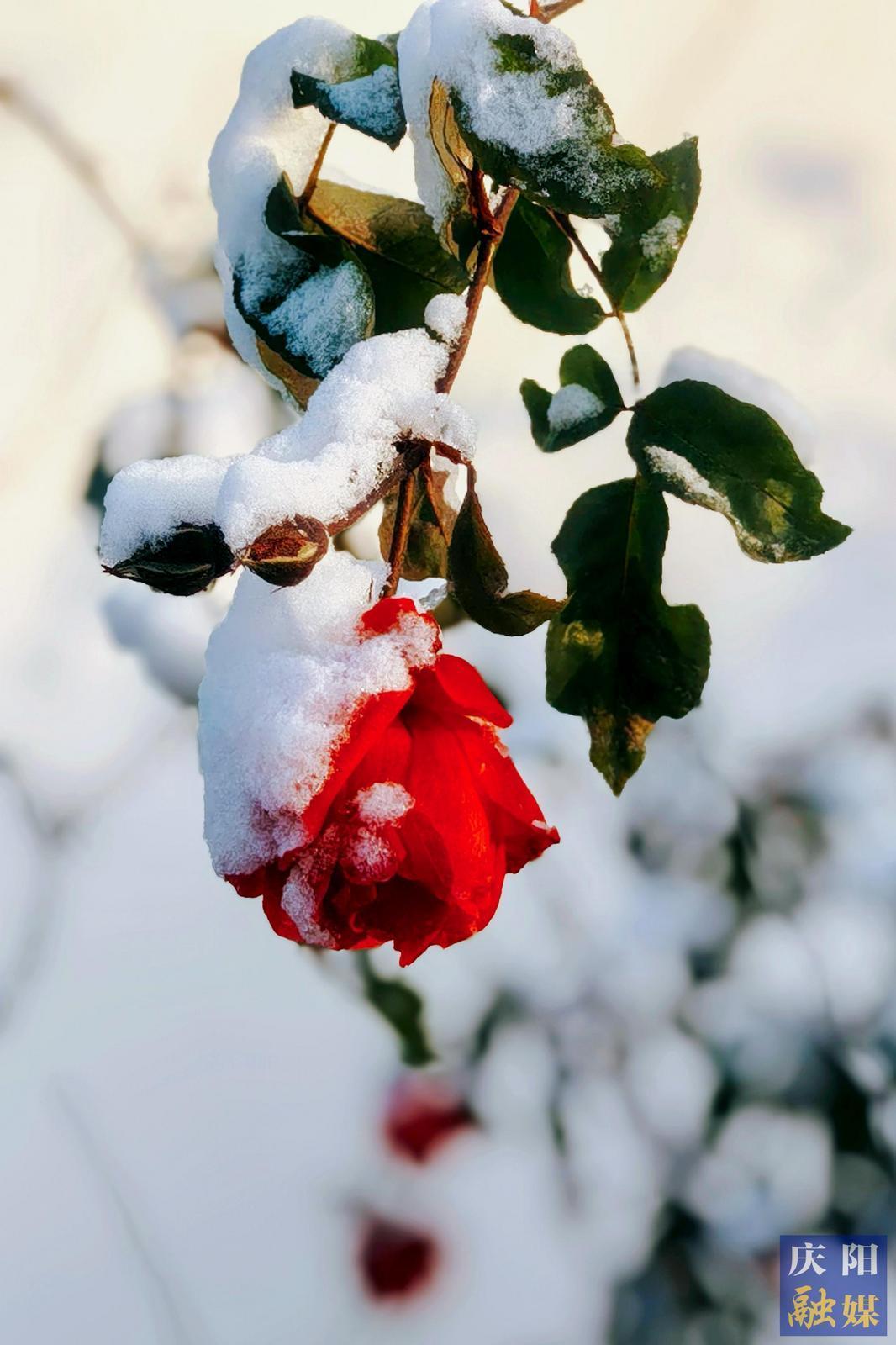 【大美庆阳】雪中月季