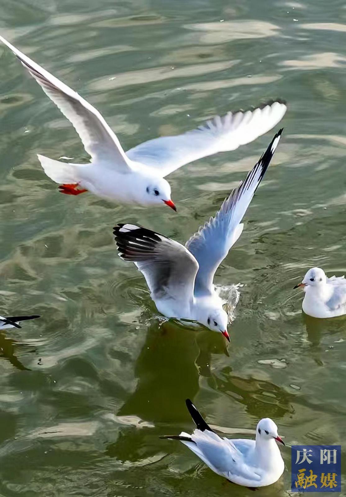 【大美庆阳】海鸥飞处