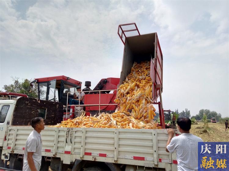 今年宁县粮食产量24.95万吨