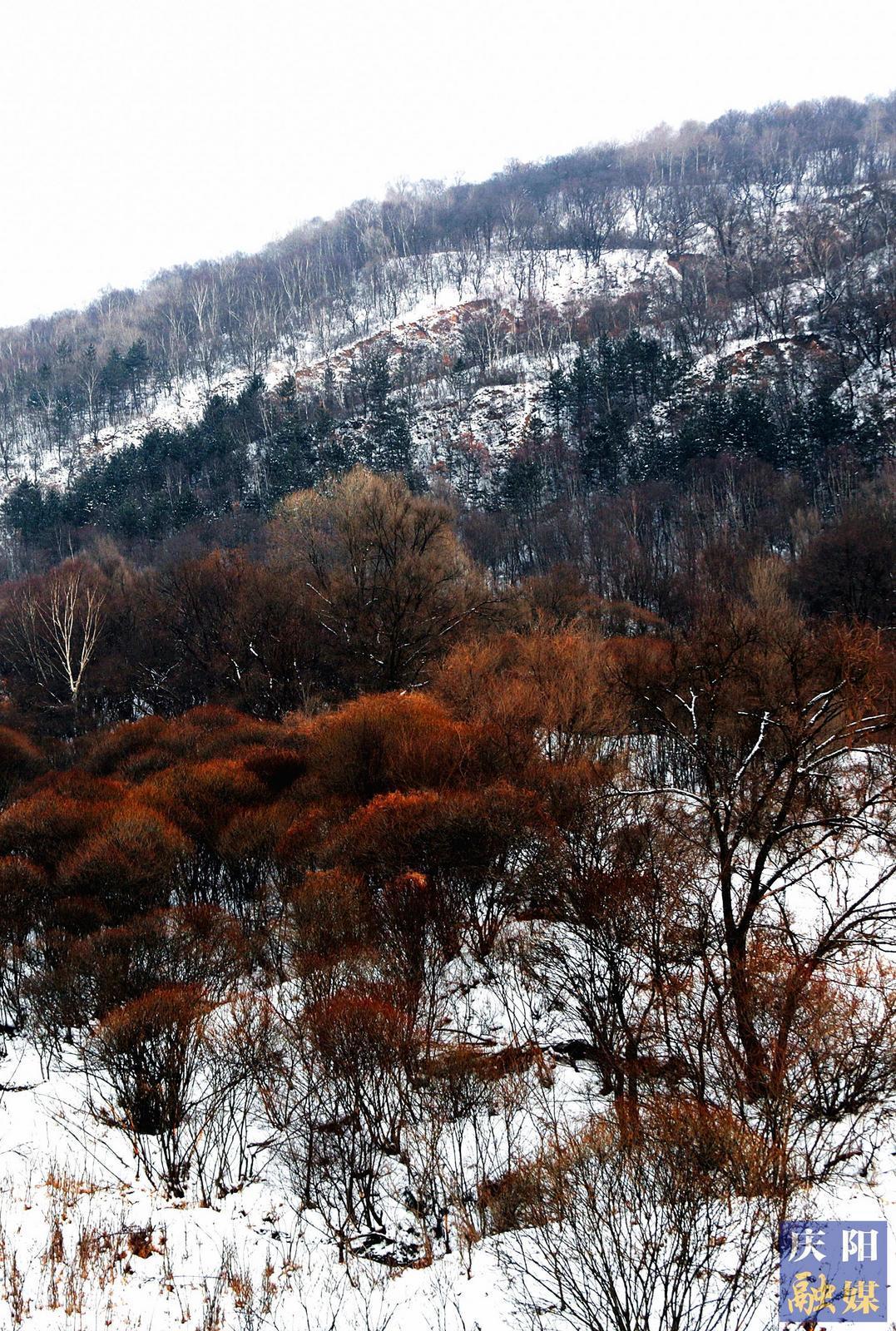 【大美庆阳】山林雪景
