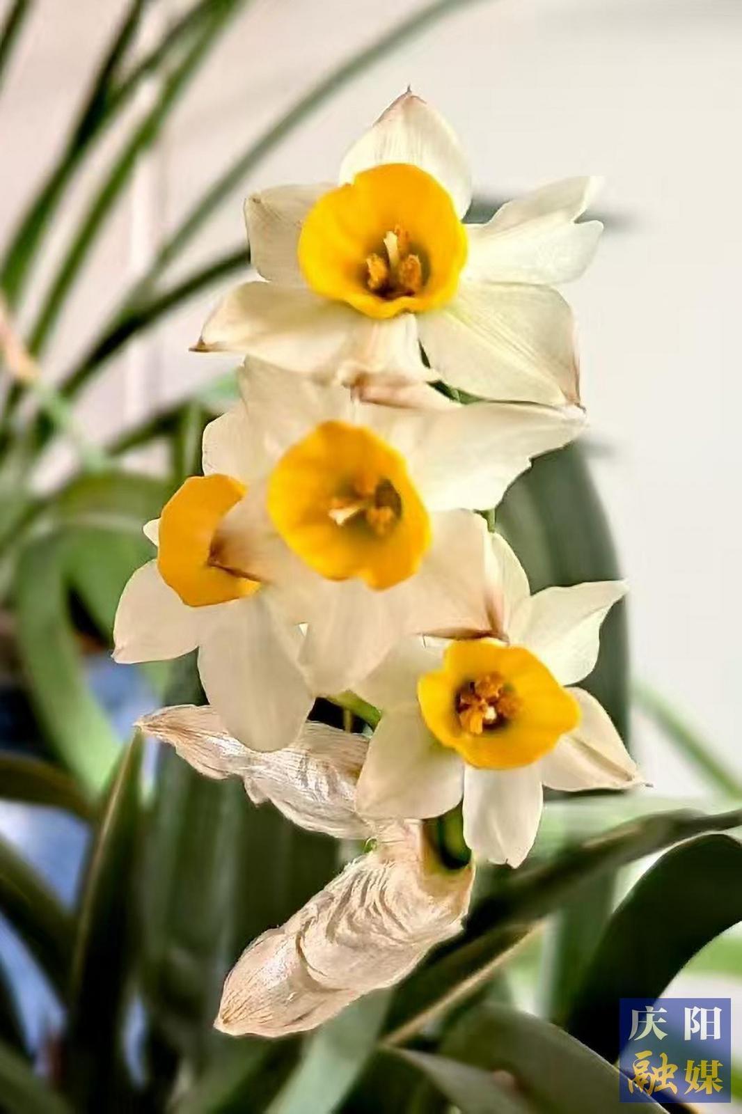 【大美庆阳】水仙花开