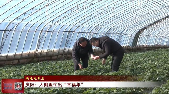 《庆阳新闻》2025年1月31日