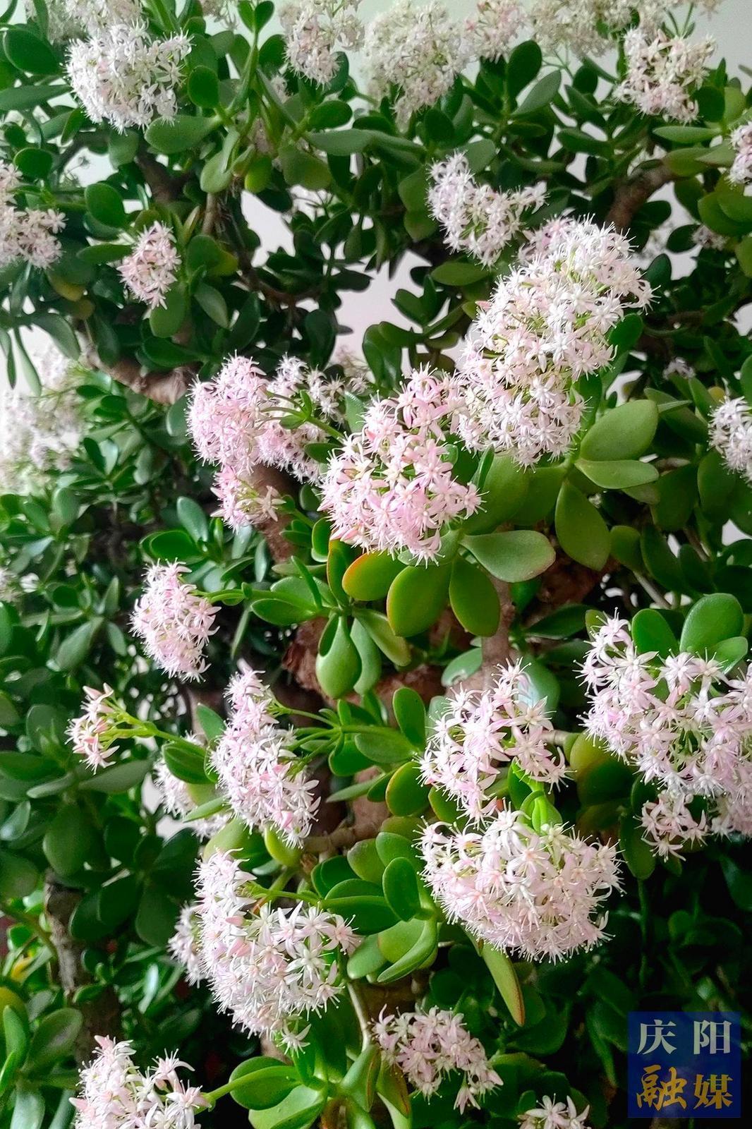 【大美庆阳】玉树花开