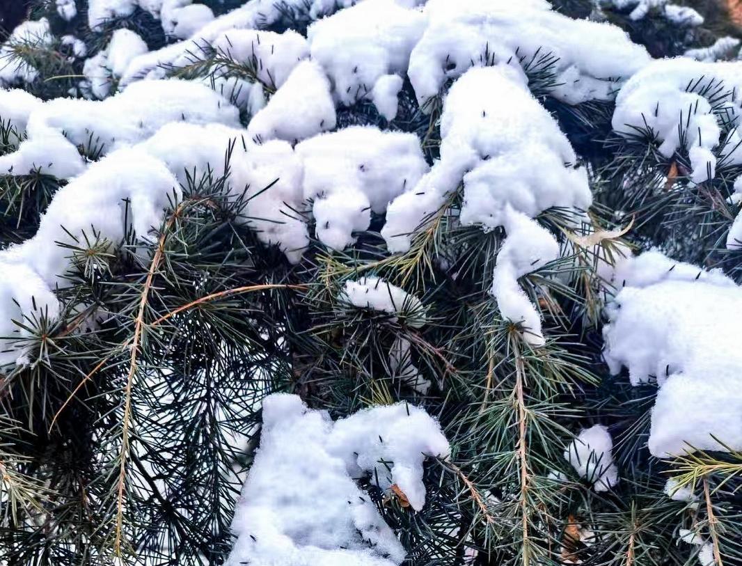 【大美庆阳】雪落青松
