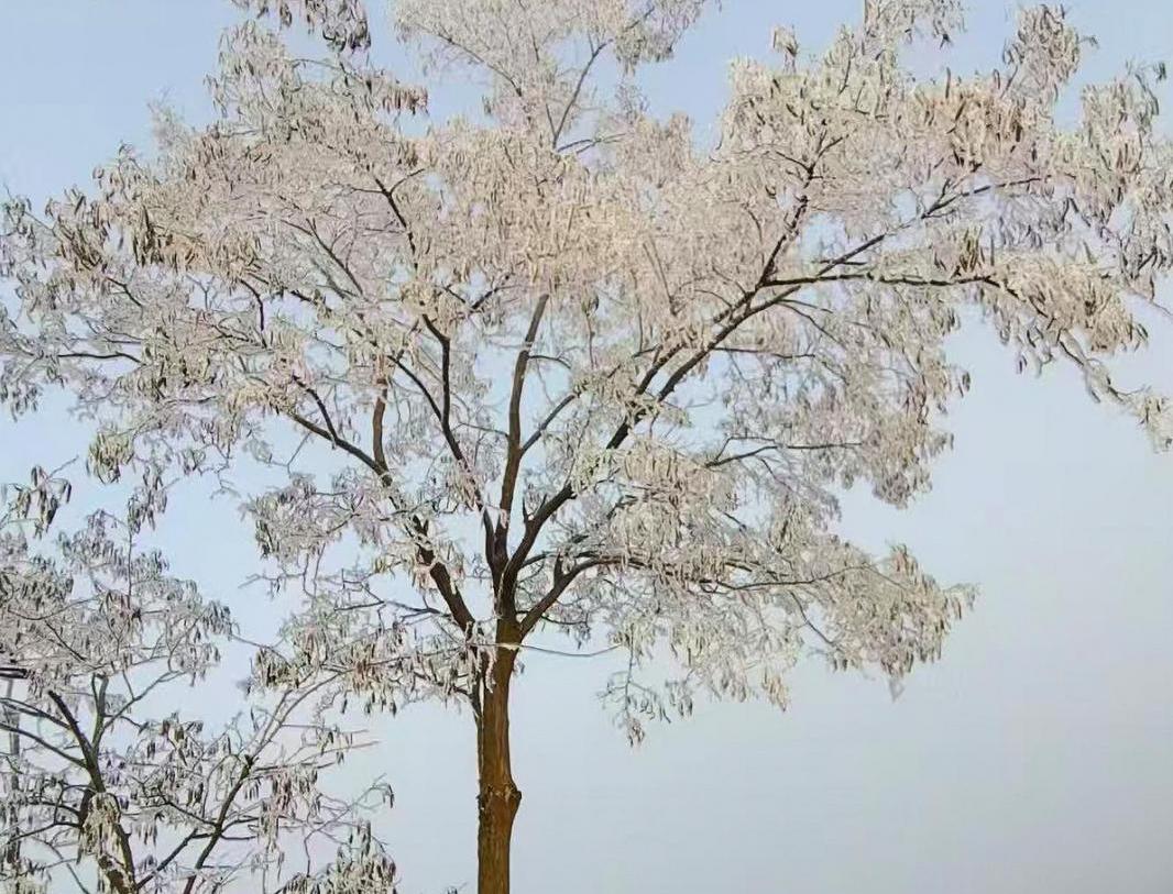 【大美庆阳】雾凇景观