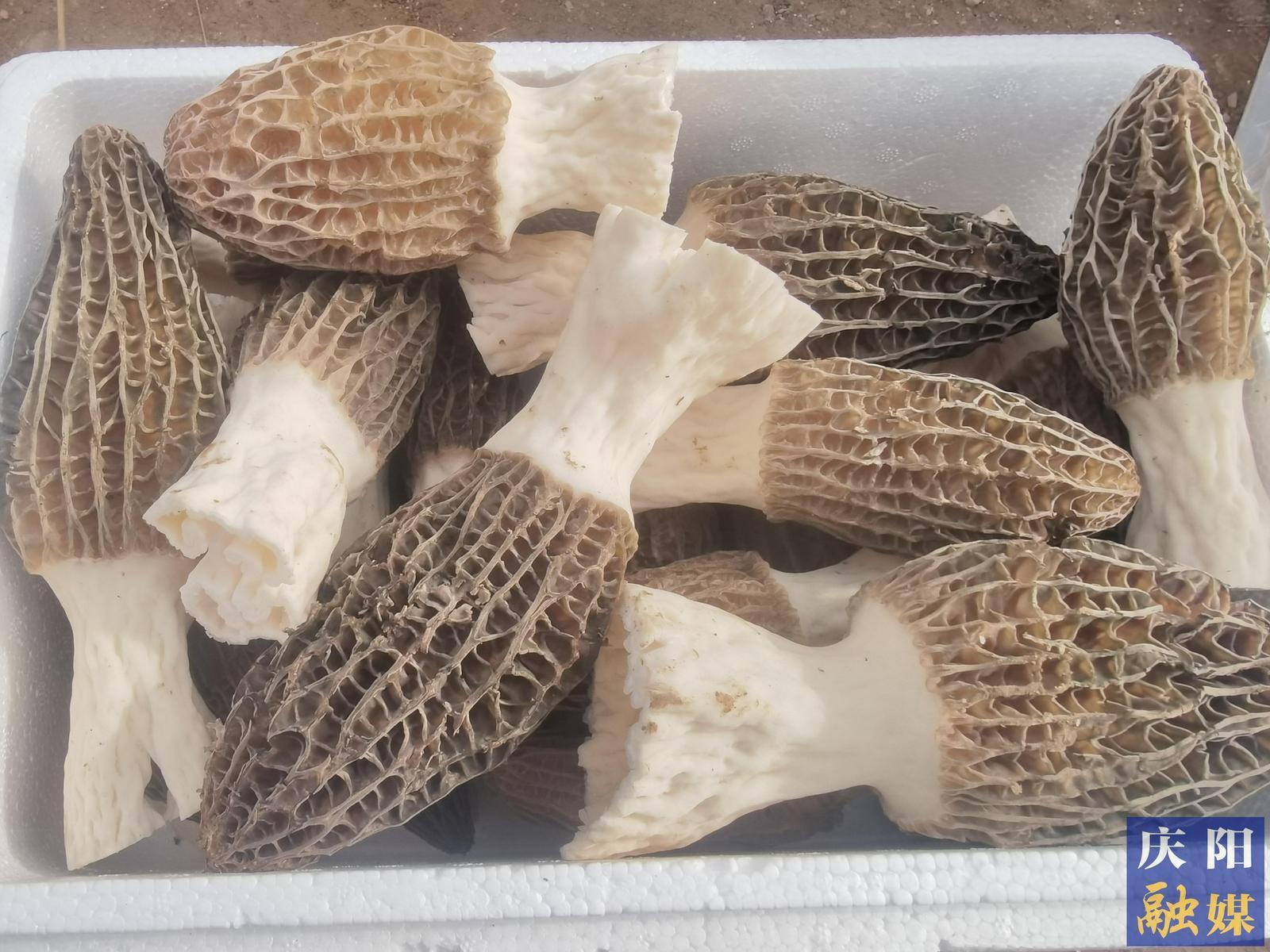 镇原临泾：羊肚菌撑起“致富伞” 小菌菇孕育大产业