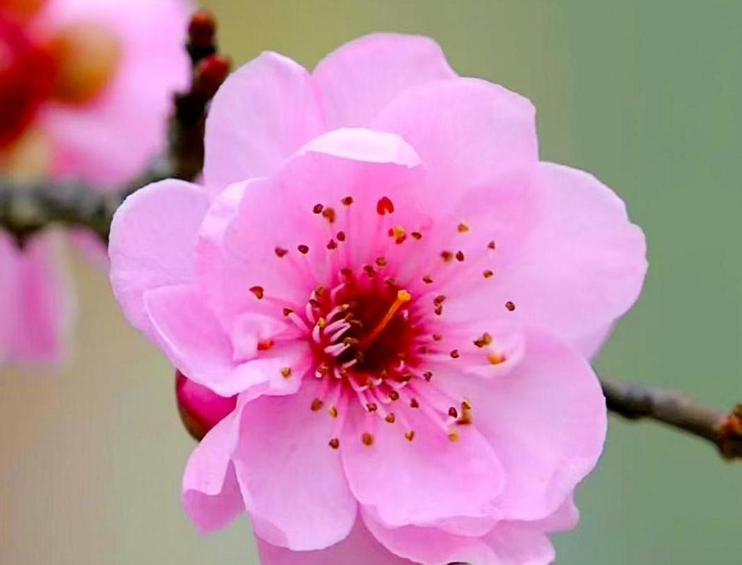 【大美庆阳】春暖花开