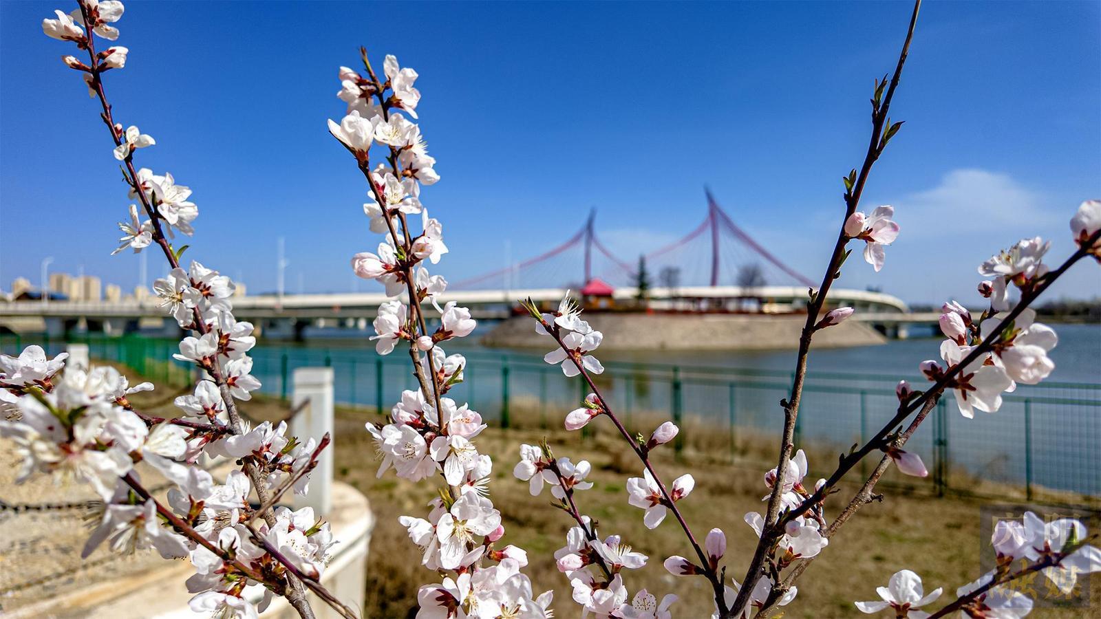 【图说庆阳】西峰：繁花映高楼  春色满城郭