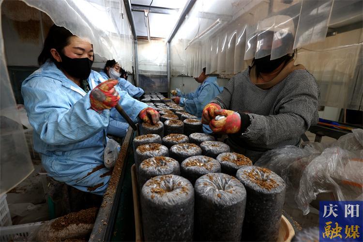 华池县：菌菇飘香产业兴