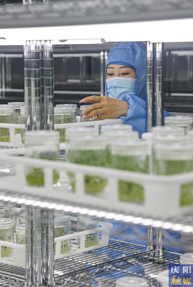 镇原县加大“薯业芯片”产能建设保障粮食安全