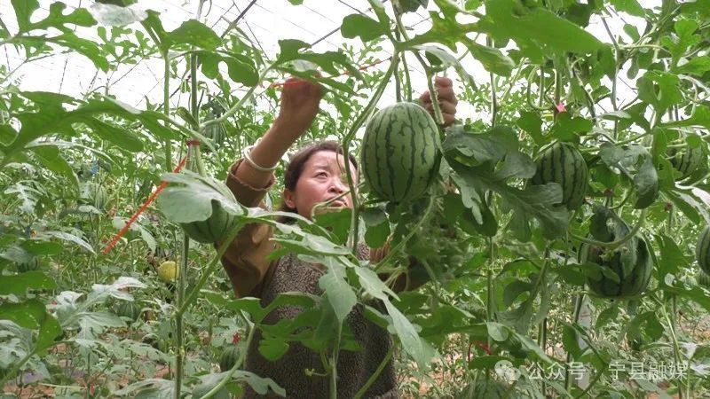宁县：设施农业“蔬”写乡村振兴新“答卷”