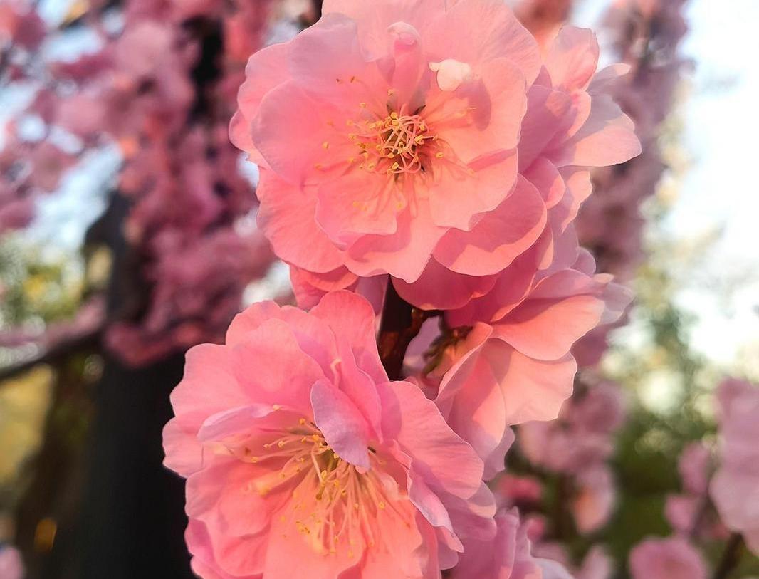 【大美庆阳】迎春花开