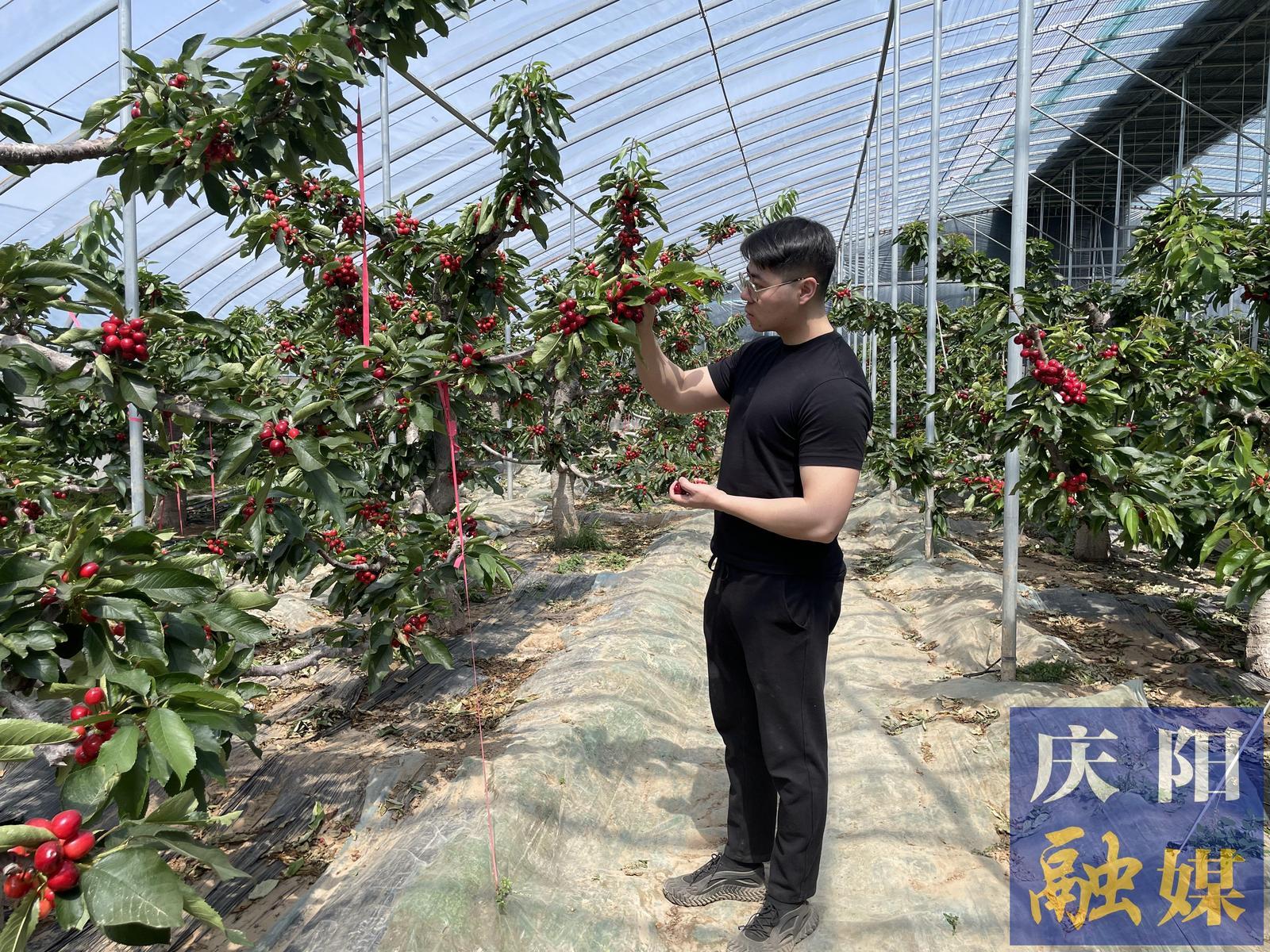 西峰区后官寨镇：大棚樱桃抢“鲜”开园上市