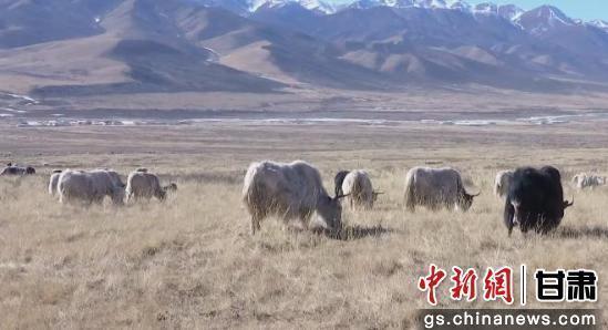 中新武威观 | 天祝白牦牛“云端”出圈带火产业链