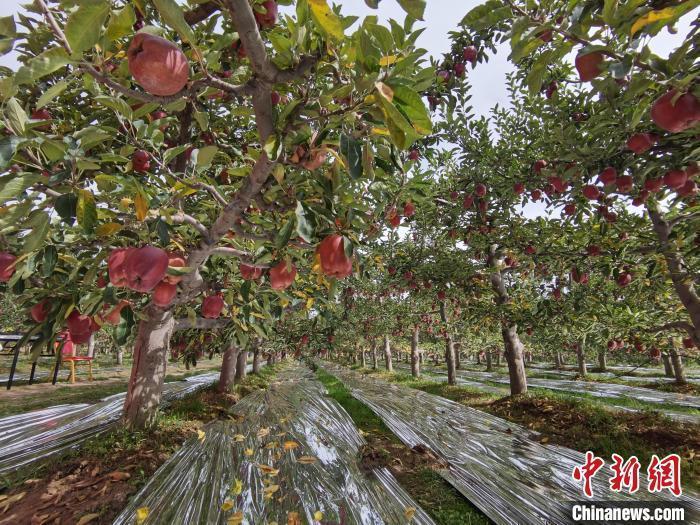 花牛苹果故乡让天水花牛“更牛”