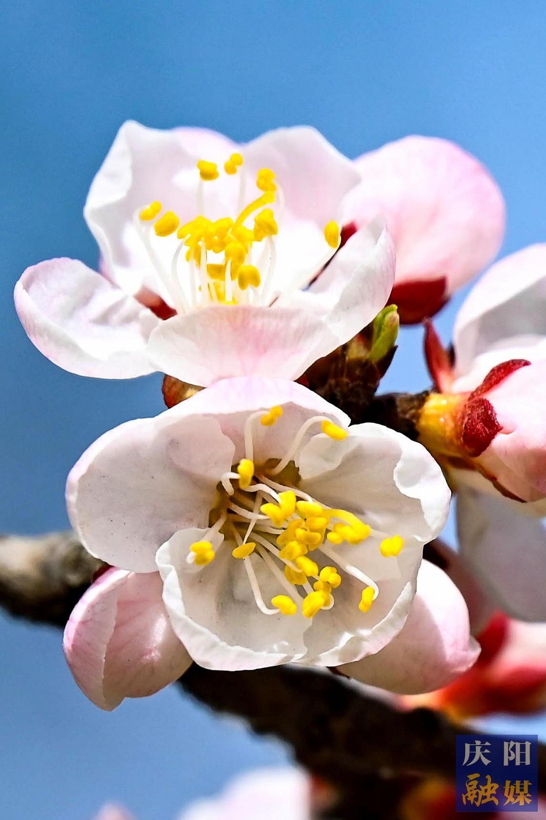 【大美庆阳】娇蕊芬芳
