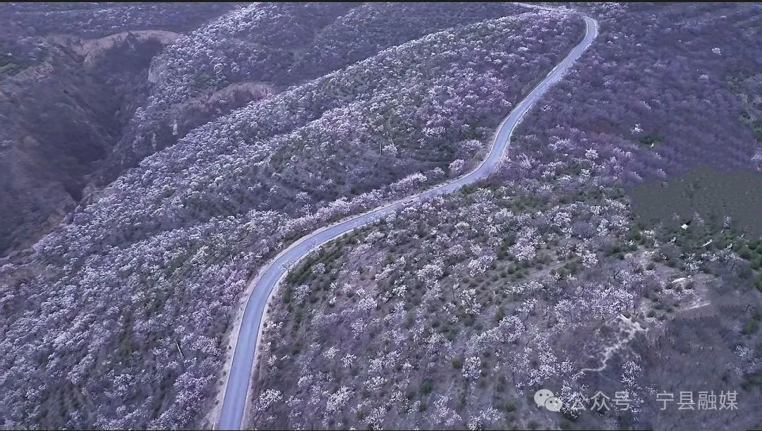 宁县：满城尽染胭脂色
