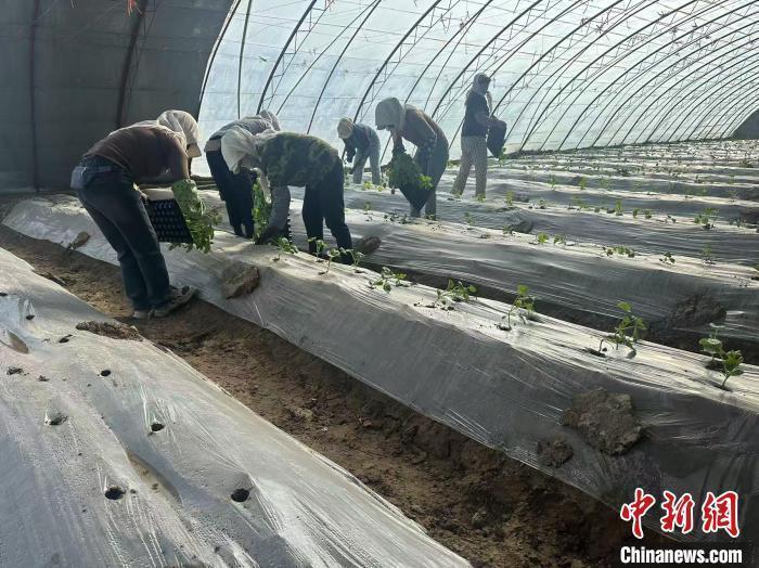 甘肃瓜州育“甜蜜”新苗，飘香丝路
