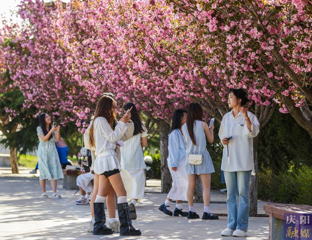 【摄影报道】 春日西峰，樱花如诗，市民共赴浪漫花事