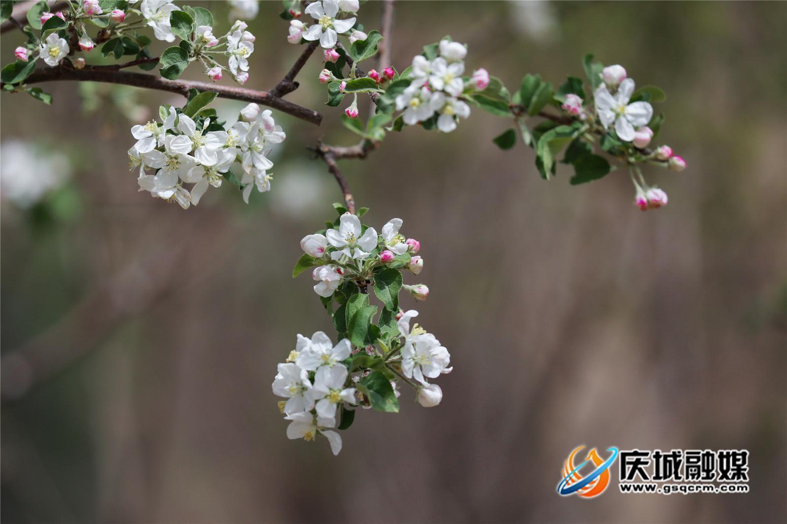 庆城：苹果花开绘就新画卷