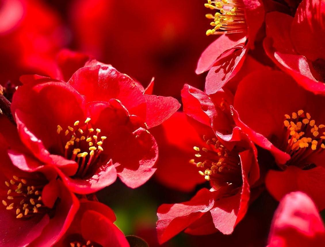 【大美庆阳】春花灿烂