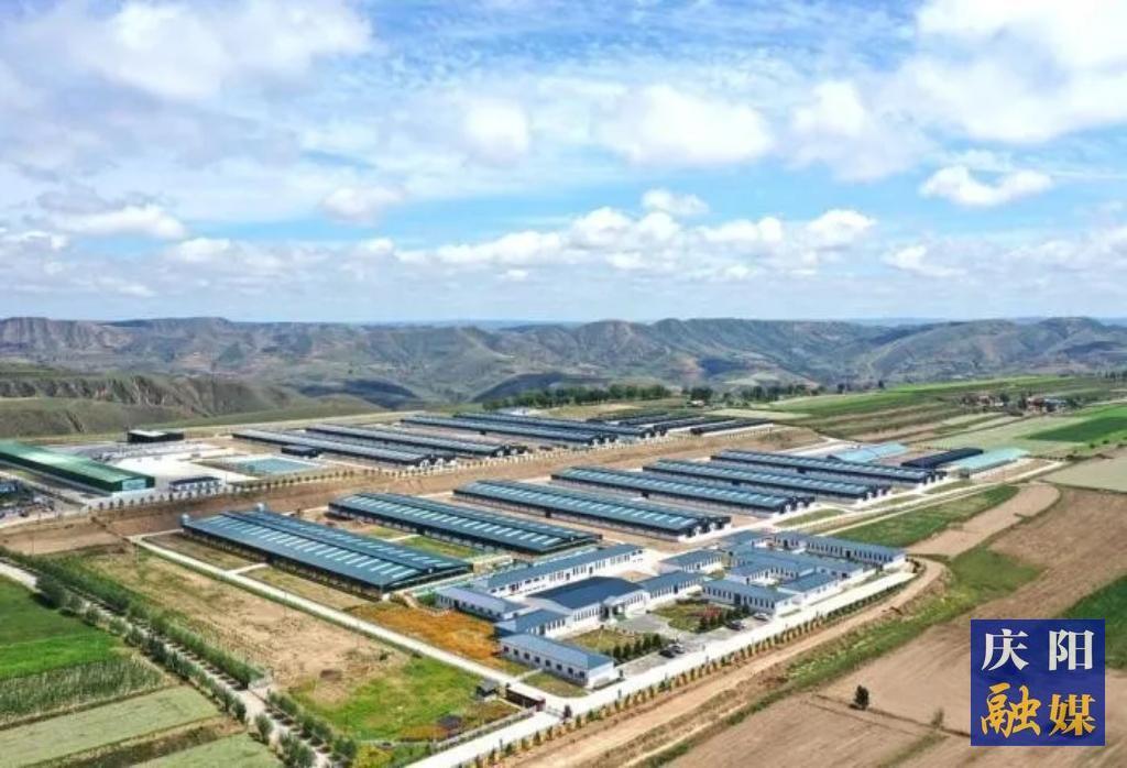 【报效祖国 建功西部】黄土地上的羊业逐梦人：李国智和他的科技团队