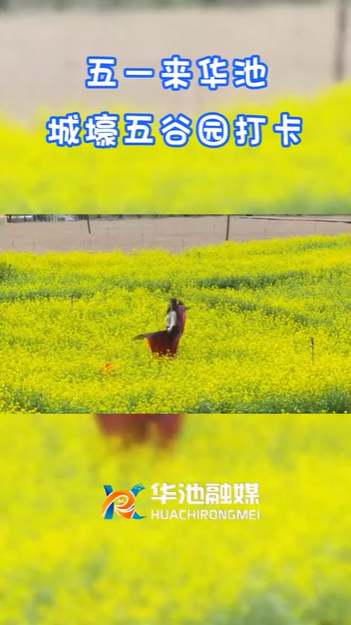 【五一游庆阳】欢迎来华池城壕五谷园打卡！！
